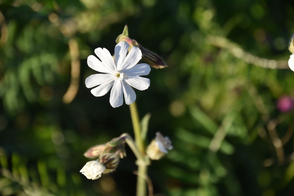 4-4-20 flowers 060 (1024x683).jpg